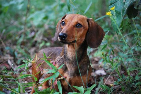 Graber ranch dachshunds - Congratulations to all the happy, excited families who adopted our babies. We are looking forward to meeting each of you, and introducing your new family member to you in person! For those families...